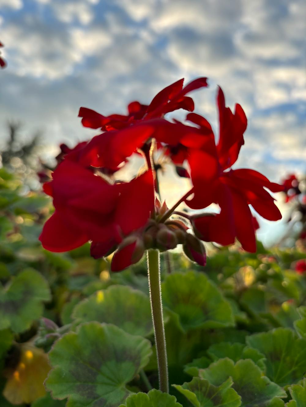 Bloem